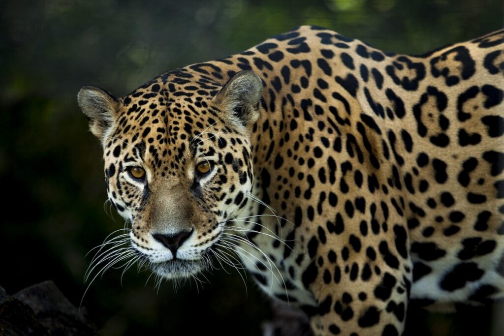 jaguar, feline, predator, animal, cat, animalia, jungle, carnivorous, fauna, mammal, pet, dangerous, nature