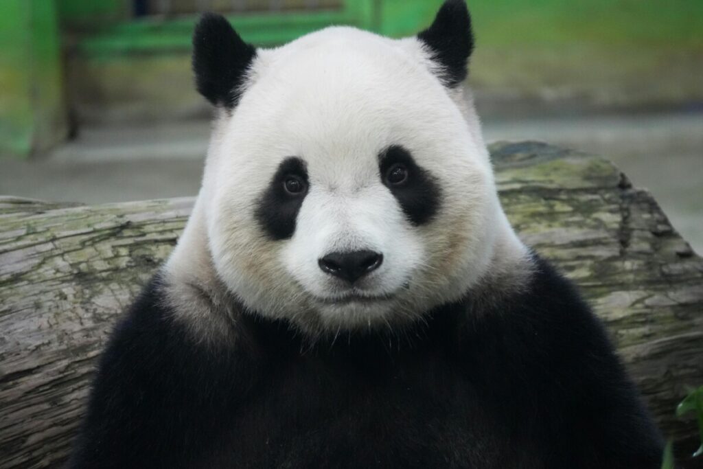 Charming close-up of a giant panda bear sitting calmly in its zoo habitat.